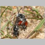 Sphecodes sp - Blutbiene 09b 9mm Paarung.jpg